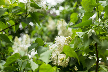Spring branch of white blooming lilac in Central Park