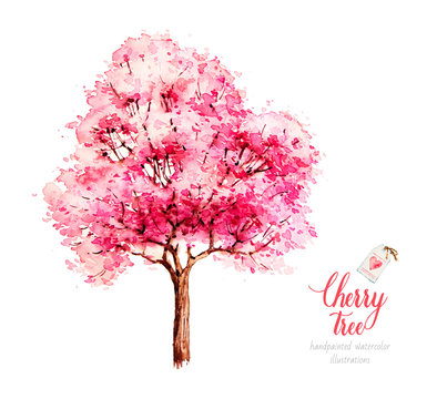 Cherry tree blossom. Watercolor tree. Sakura. Watercolor botanical illustration. Nature. 