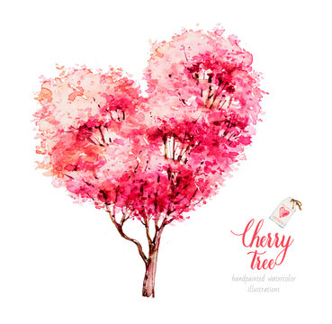 Cherry tree blossom. Watercolor tree. Sakura. Watercolor botanical illustration. Nature. Heart tree
