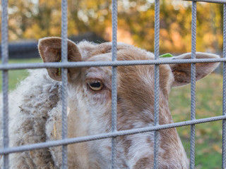 Closeup portrait of adult light brown sheep behind lattice
