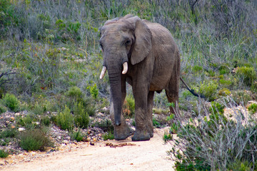 Fototapeta premium Male adult elephant in private game reserve safari in south africa