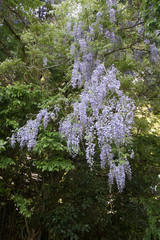 原生林　野生の藤