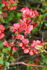 A twig of Japanese ornamental quince (Chaenomeles japonica) with flowers. A bee looking in the dark pink flower after Necktar.