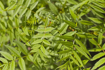 Young leaves in spring