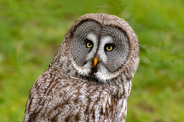 portrait of an owl