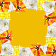 Beautiful floral background of tulips. Isolated