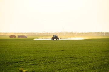 Fototapeta premium tractor with the help of a sprayer sprays liquid fertilizers on young wheat in the field.