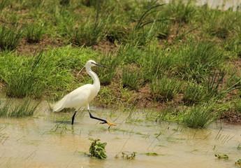 The little egret (Egretta garzetta) is a species of small heron in the family Ardeidae, a small snow-white heron with slender dark bill, blackish legs, and yellowish feet