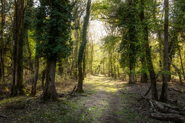 Naklejka premium Dirt road in the middle of dreamy forest