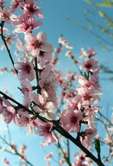 pink cherry blossom flower in spring time over blue sky.