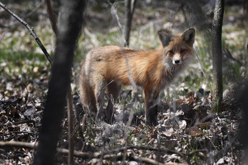 Red fox walking in woods