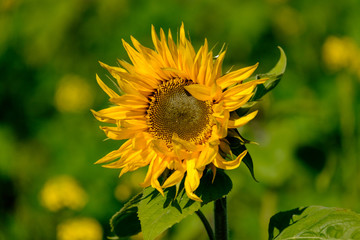 Sonnenblume