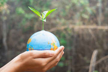 Human hands holding trees and globes. Trees that grow on the globe. globe and tree in his hand. World Environment Day Concept.Taking care of the world.
