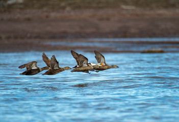 Eider ducks in flight
