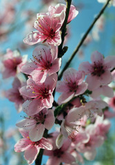 pink cherry blossom flower in spring time over blue sky.