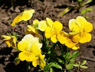 Flowering of Viola tricolor in the garden