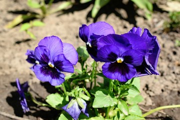 Flowering of Viola tricolor in the garden
