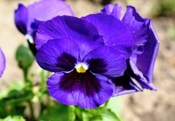 Flowering of Viola tricolor in the garden