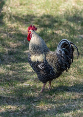 rooster on a farm