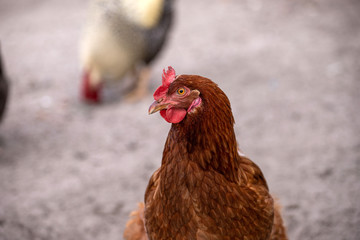 chicken on farm