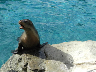 seal on rock