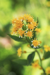 ミヤマアキノキリンソウ