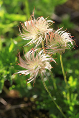 チングルマ（綿毛）