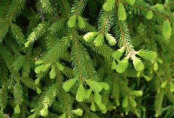 Spruce with small needles