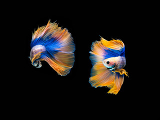 Fototapeta premium Action and movement of Thai fighting fish on a black background