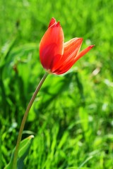 Blooming red tulips in the garden