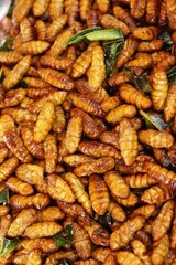Fried silk worms delicious in street food