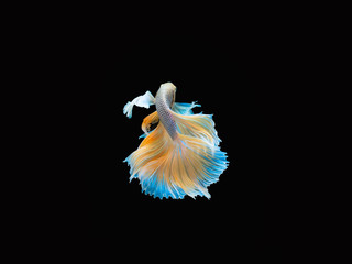 Action and movement of Thai fighting fish on a black background