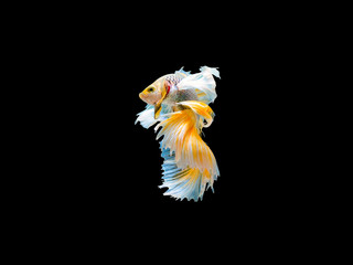 Fototapeta na wymiar Action and movement of Thai fighting fish on a black background