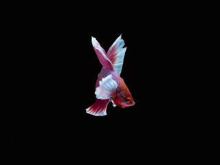 Action and movement of Thai fighting fish on a black background