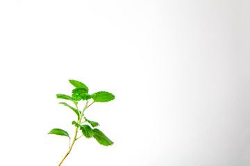small plant with green leaves on a white background
