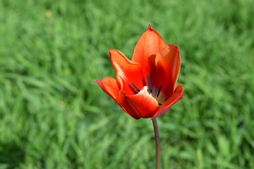 Obraz premium Blooming red tulips in the garden