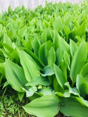 green leaves in the garden