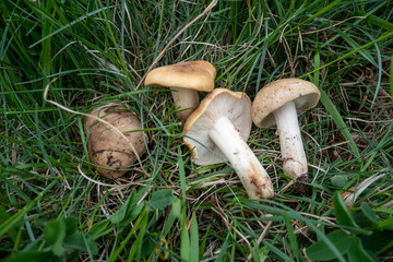Calocybe gambosa, St. George's mushroom, an edible wild mushroom that grows mainly in fields. Mushrooming, looking for wild fungus. Picking mushrooms in the  grass at springtime