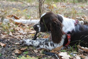 Cute springer spaniel puppy