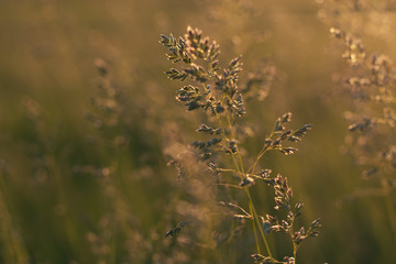 Stems of field grass on sunset. Bluegrass on sundown. Selective focus, film effect and author processing.