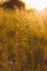 Stems of field grass on sunset. Bluegrass on sundown. Selective focus, film effect and author processing.