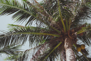 Obraz premium Beautiful tropical palm tree with coconuts at eyes view