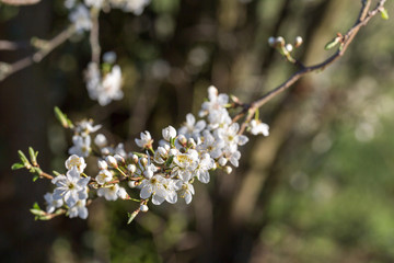 Fleurs d'arbre au printemps