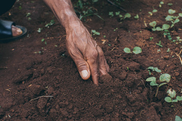sowing seed