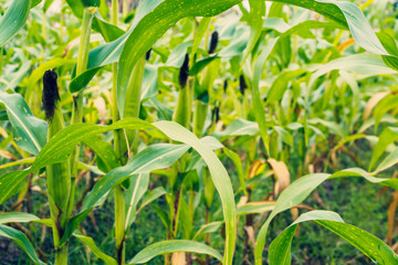 Corn plant with green leaves growth in agriculture field outdoor