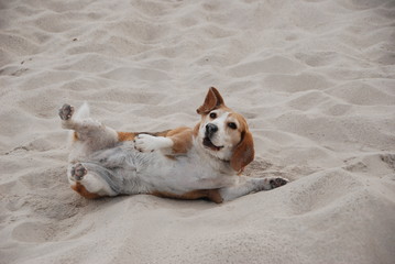 Funny fat dog playing on the beach