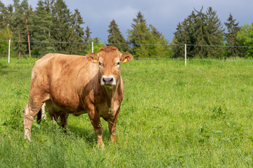 Braune Milchkuh auf der Weide