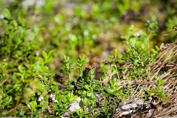 Small butterfly sitting in leaf at forest