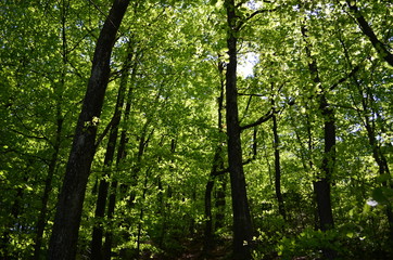 Spring beech forest with fresh light green foliage