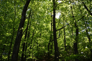 Spring beech forest with fresh light green foliage